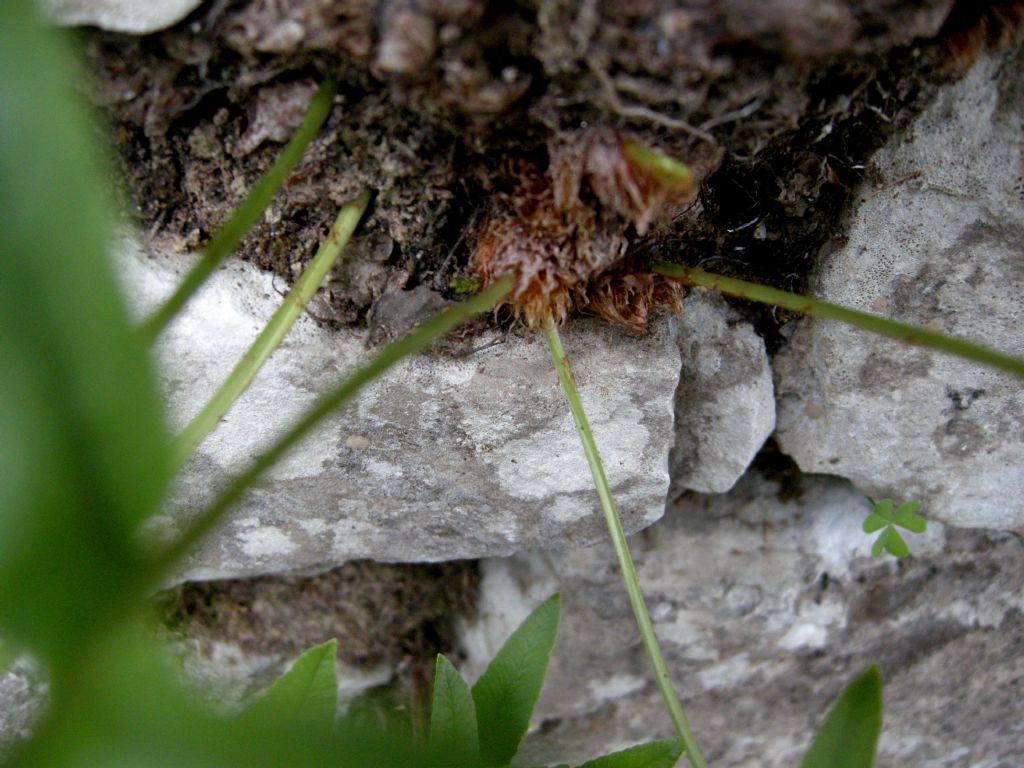 Diplotaxis tenuifolia